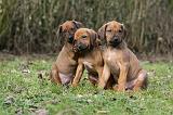 RODESIAN RIDGEBACK 195